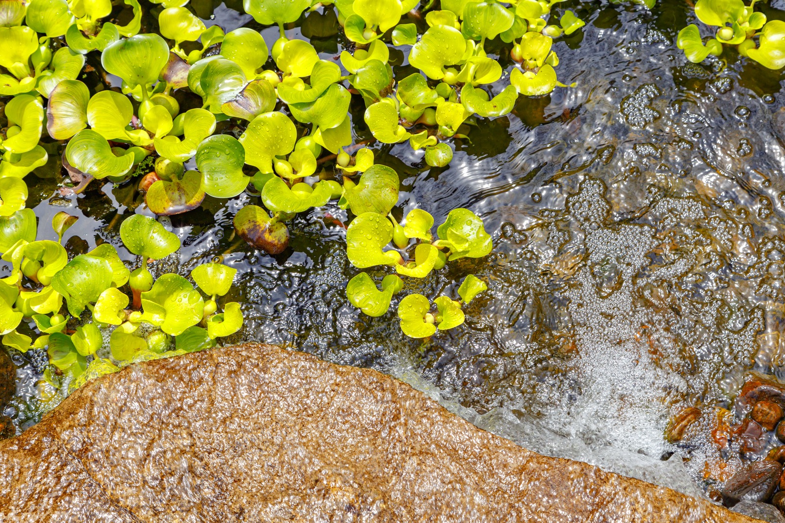 Bright green water lettuce beside flowing stream