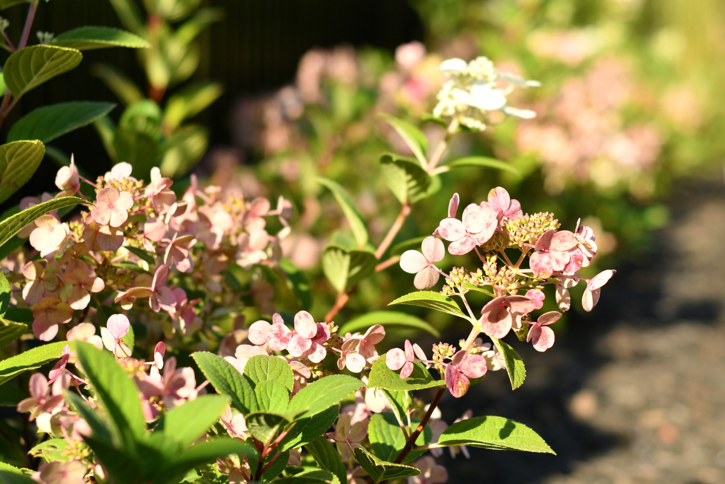 Pink hydrangea flowers in warm sunlight