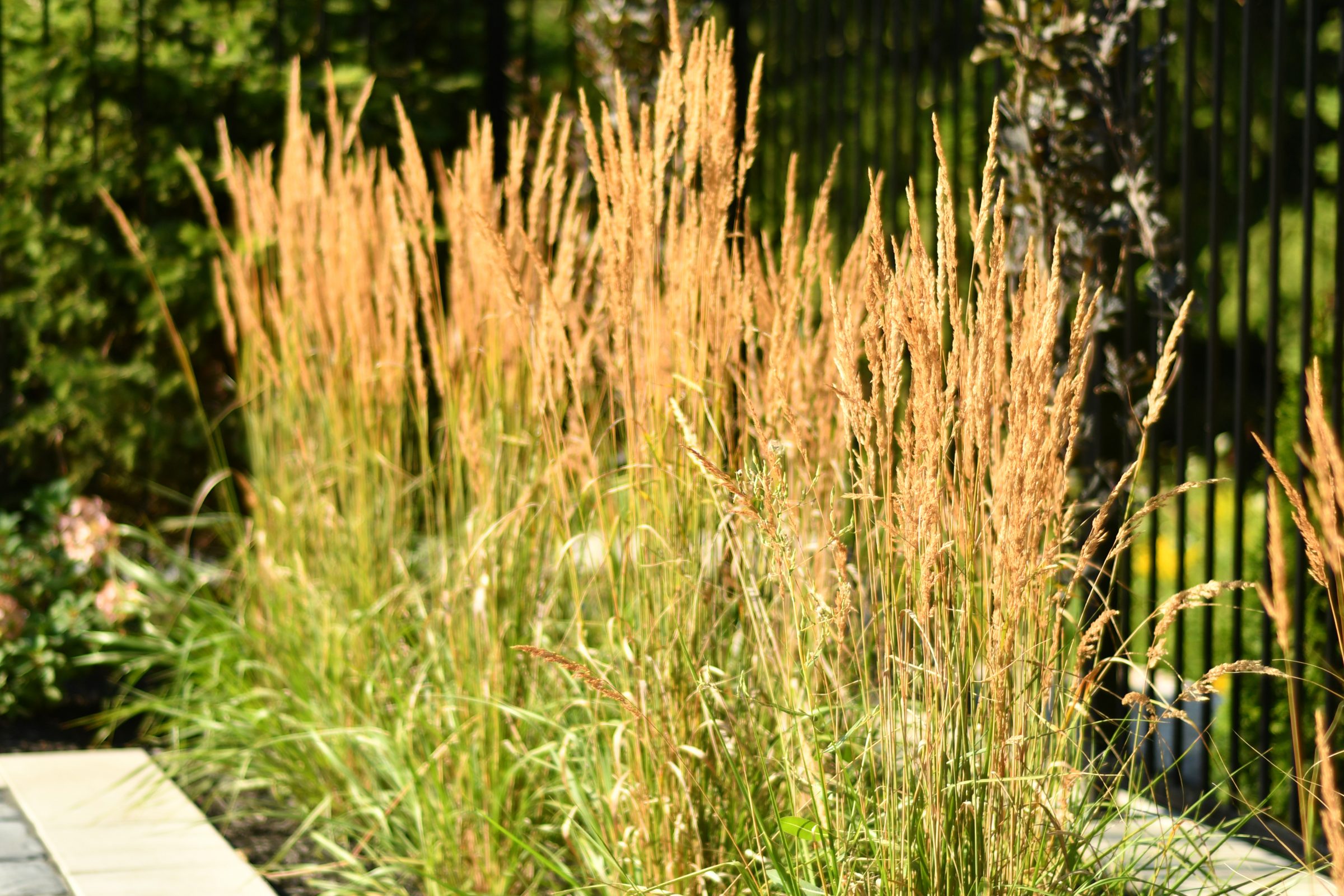 Golden ornamental grasses beside black metal fence