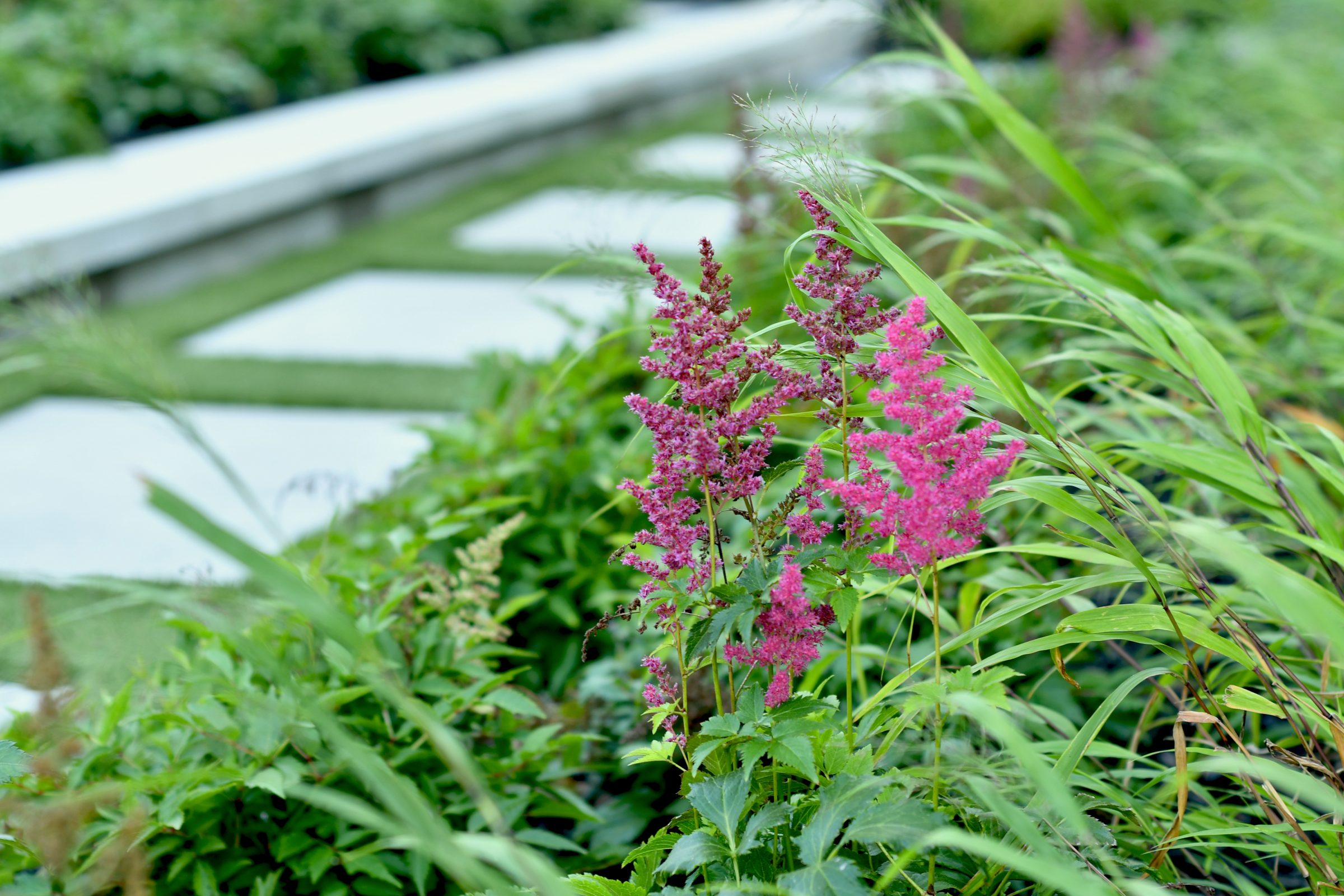 Pink astilbe flowers beside garden stepping stones