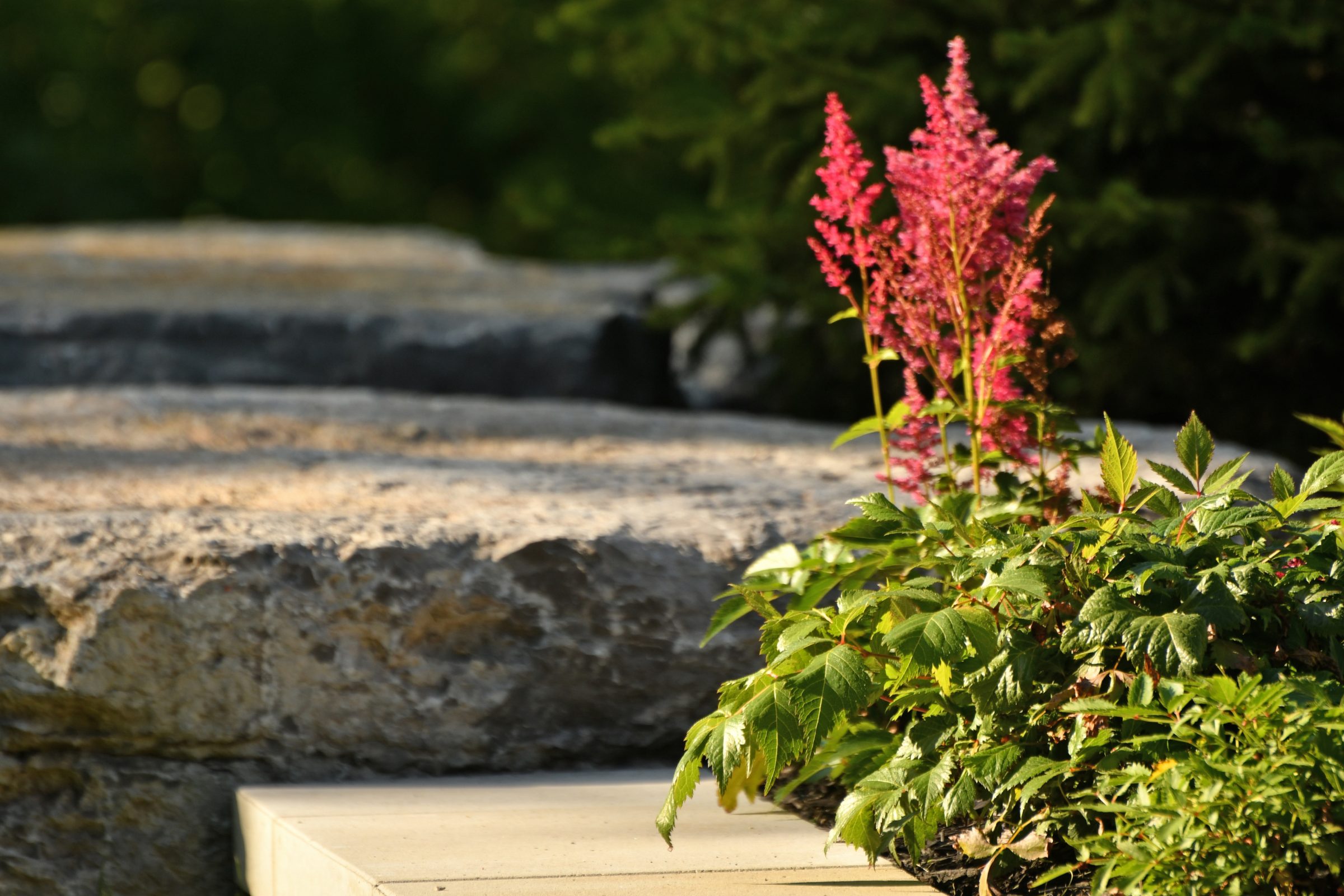 Pink astilbe flowers beside sunlit stone steps