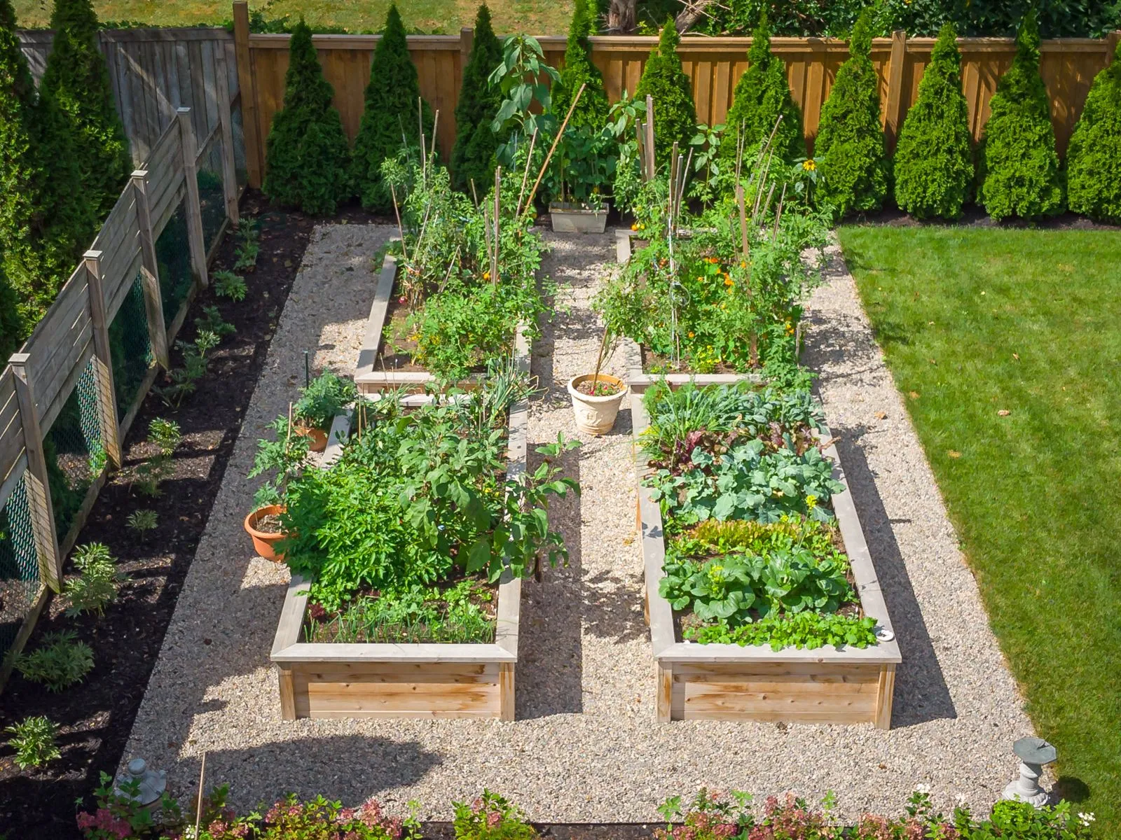 Raised wooden vegetable garden beds in backyard