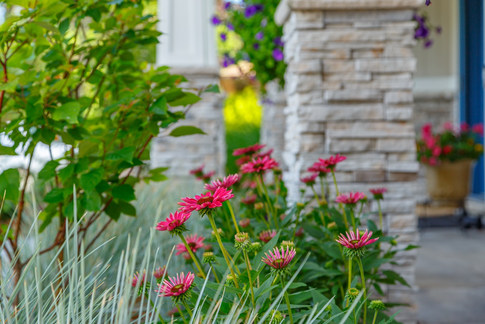 Pink coneflowers blooming in front yard garden