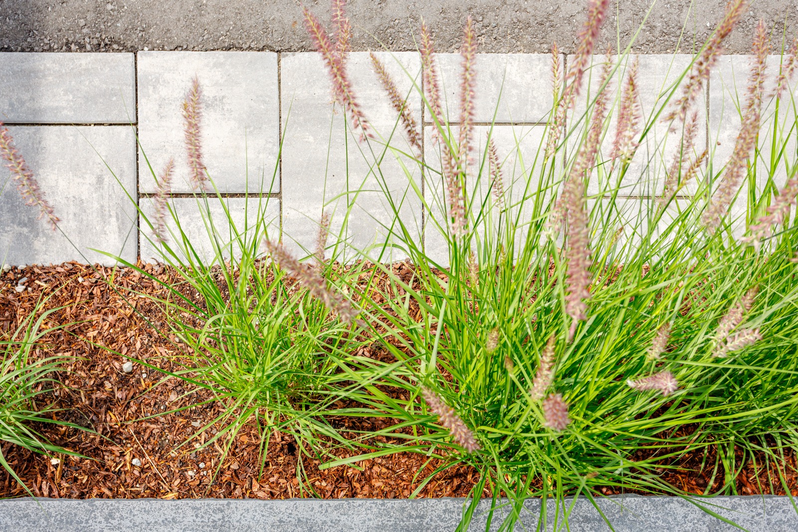Ornamental grasses with purple plumes by concrete wall