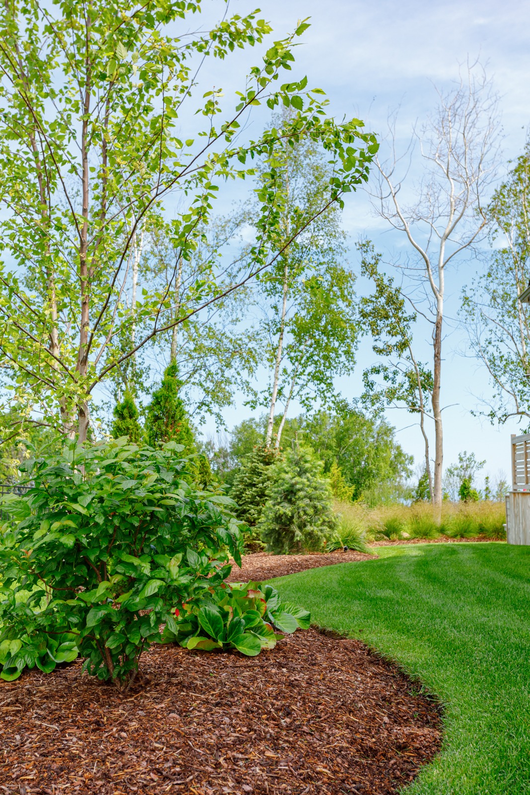 Landscaped backyard with trees, shrubs, and lawn