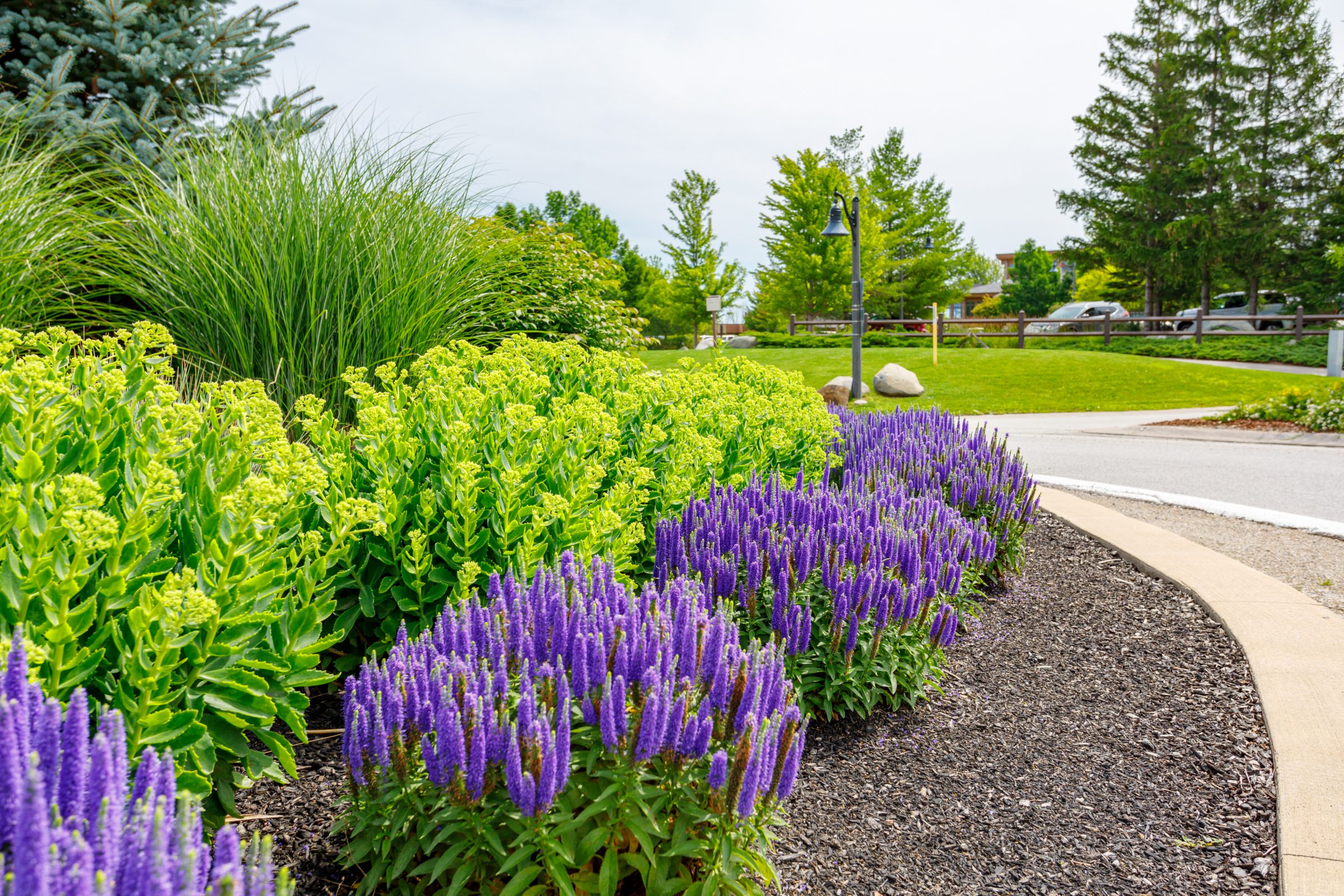 Colorful landscaped garden beside curved pathway