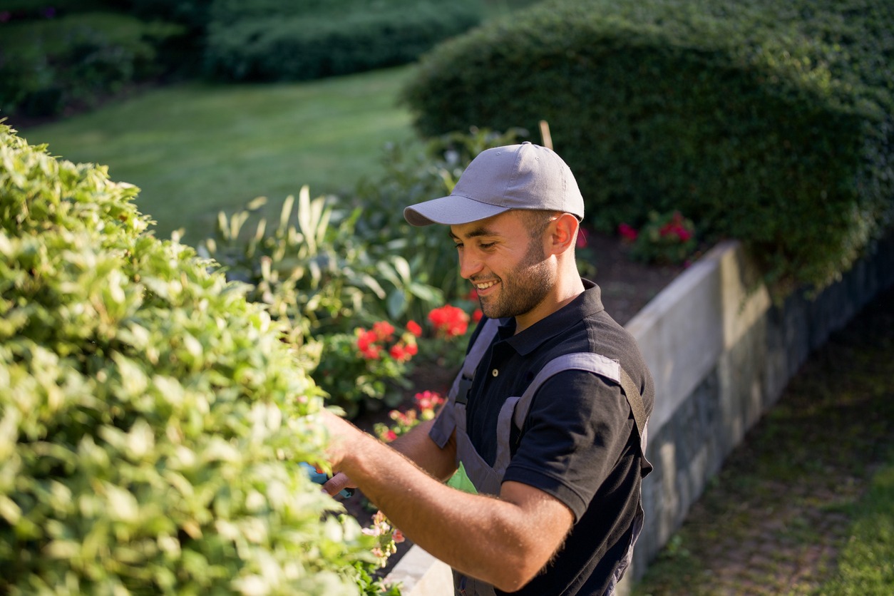 Gardener trimming hedge in sunny backyard garden