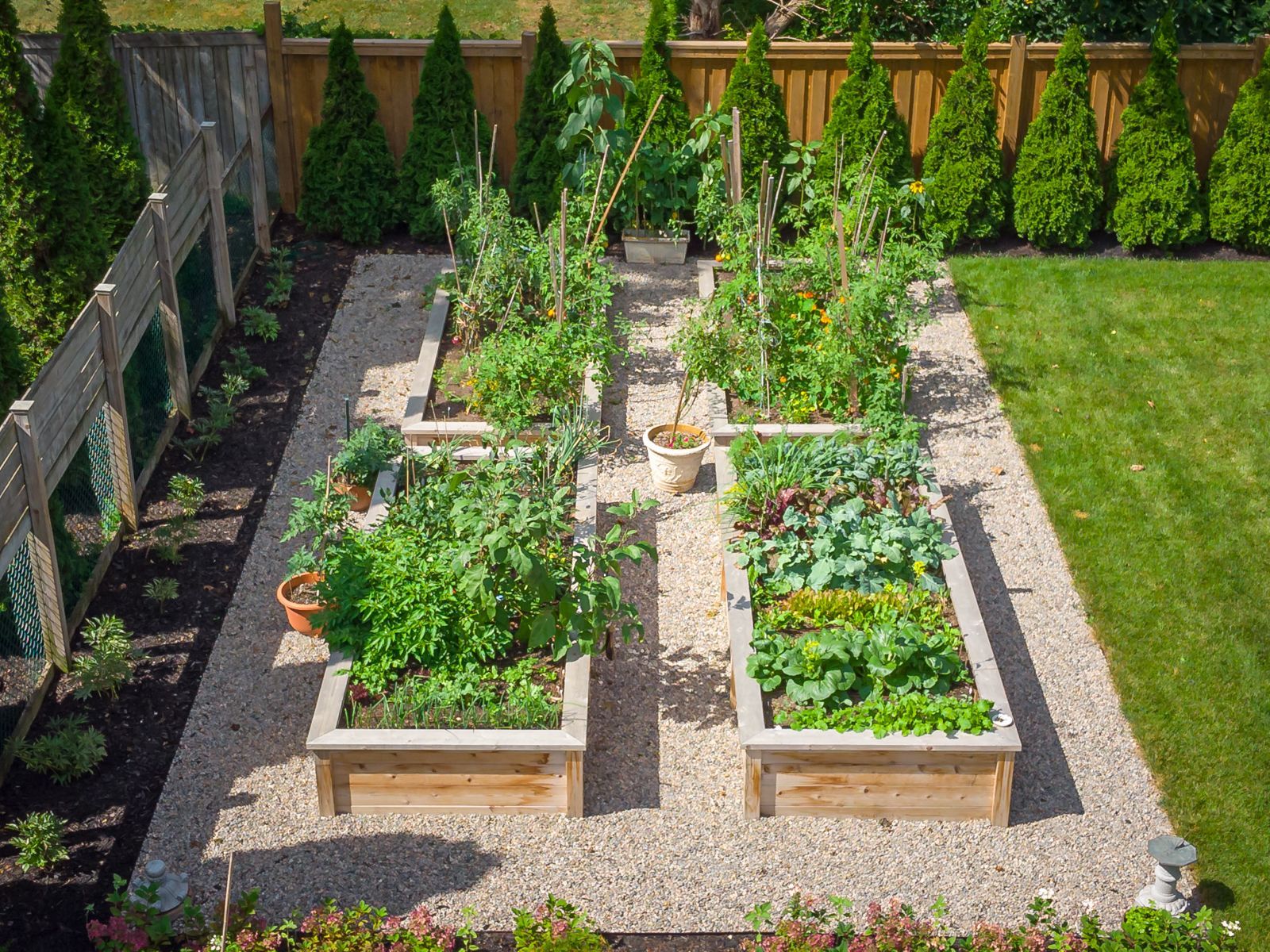 Raised garden beds in organized backyard vegetable garden